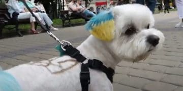 Синьо-жовті вуха і тризуб на спині: у Тернополі живе патріотичний собака