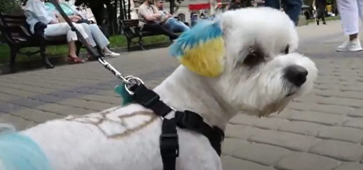 цифровізацію обліку улюбленців