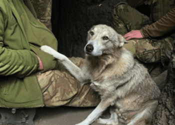 Вовчиця прийшла шукати прихистку в окопи до тернопільських воїнів