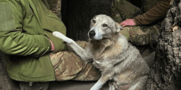 Вовчиця прийшла шукати прихистку в окопи до тернопільських воїнів