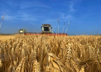 У «Контінентал» завершилася першa хвиля жнив тa триває посів озимих під урожай-2023