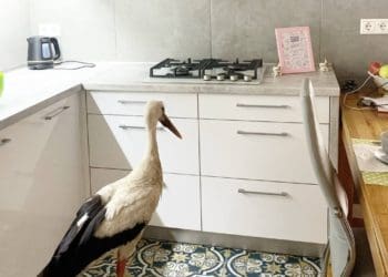 Ходить кімнатами як господар: тернополяни прихистили у власному помешканні лелеку