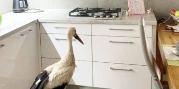 Ходить кімнатами як господар: тернополяни прихистили у власному помешканні лелеку