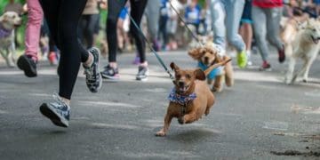 22 жовтня у Тернополі буде забіг із домашніми улюбленцями «ВусоЛапоХвіст»
