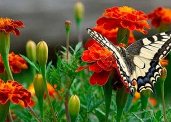 Ніколи не викидайте чорнобривці. Вони набагато корисніші, ніж ви думали