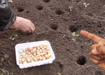 Як посадити цибулю під зиму, щоб вона не встигла вкоренитися і піти в ріст