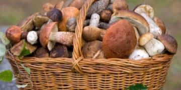 Як правильно збирати та готувати гриби: не принесіть додому отруту