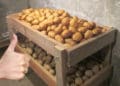 Поради, як правильно зберігати картоплю, щоб не гнила