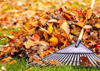 Що робити з опалим листям: 4 способи переробки