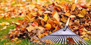Що робити з опалим листям: 4 способи переробки