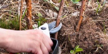 Правильний догляд за малиною восени. Що слід зробити, щоб добре перезимувала