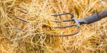 Чоловік встромив вила у шию сусідові у Теребовлянській громаді