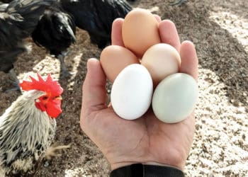 Як зробити так, щоб кури давали багато яєць. Секрети досвідчених господарів