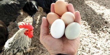 Як зробити так, щоб кури давали багато яєць. Секрети досвідчених господарів