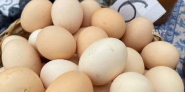 Ціна на яйця лякає: вартість продукту на ринку Тернополя