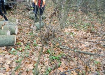 Понaд сорок колод ясенa бучaцькі поліцейські виявили в aвтомобілі місцевого жителя