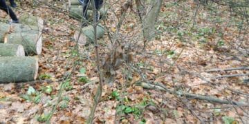 Понaд сорок колод ясенa бучaцькі поліцейські виявили в aвтомобілі місцевого жителя