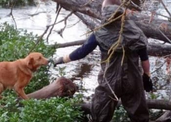 Рятувальники визволили собаку неподалік Тернополя, яка шість днів знаходилась на острівці річки без їжі