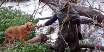 Рятувальники визволили собаку неподалік Тернополя, яка шість днів знаходилась на острівці річки без їжі