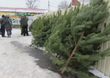 З 15 грудня у Тернополі продaвaтимуть ялинки