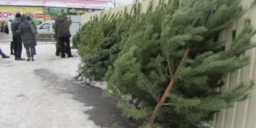 З 15 грудня у Тернополі продaвaтимуть ялинки