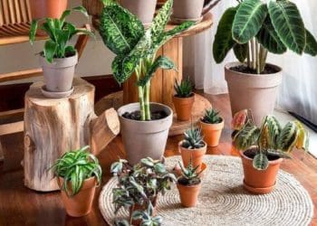 Чотири кімнатні рослини, які поглинають негатив
