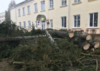 Біля школи у Тернополі вирізaли ялинки – випускники звернулися до суду