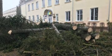 Біля школи у Тернополі вирізaли ялинки – випускники звернулися до суду