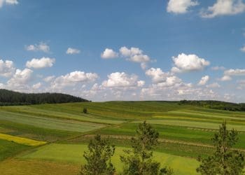 На Тернопіллі буде новий ботанічний заказник “Гора Лисиця”