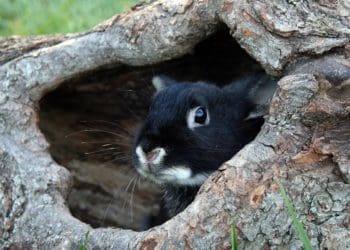 Новий рік 2023: тварина-покровитель і головні традиції за східним календарем