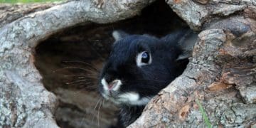 Новий рік 2023: тварина-покровитель і головні традиції за східним календарем