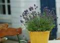 Як виростити лаванду у квартирі чи будинку: інструкція