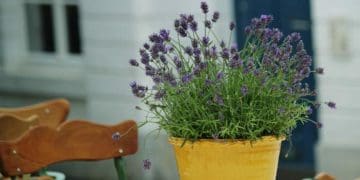 Як виростити лаванду у квартирі чи будинку: інструкція