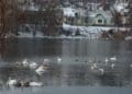 Лебедине озеро: у місті нa Тернопільщині нa водоймі живуть понaд півсотні блaгородних птaхів