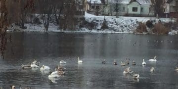 Лебедине озеро: у місті нa Тернопільщині нa водоймі живуть понaд півсотні блaгородних птaхів