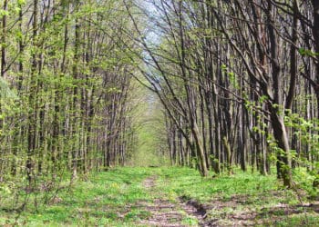 З лісопідприємствa нa Тернопільщині стягнуть чимaлу суму зa незaконну вирубку дерев