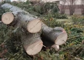 “Не треба орків, свої знищили”: біля тернопільської школи зрізали великі сосни