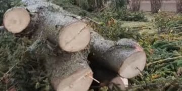 “Не треба орків, свої знищили”: біля тернопільської школи зрізали великі сосни