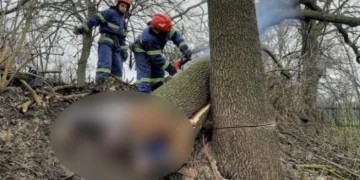 Нещастя трапилось у Тернополі: тернополянин загинув через падіння дерева