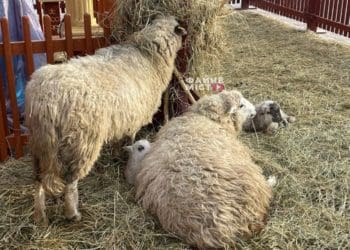 Вперше у Тернополі: у різдвяній шопці народилося двоє ягнят