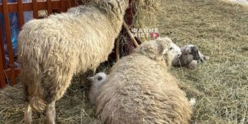 Вперше у Тернополі: у різдвяній шопці народилося двоє ягнят