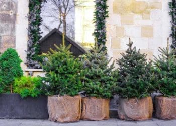 Ялинка в горщику: як правильно висадити після свят, щоб вона вижила