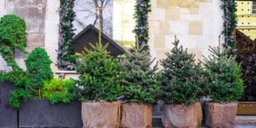 Ялинка в горщику: як правильно висадити після свят, щоб вона вижила