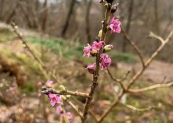 На Тернопільщині посеред зими зацвіла калина