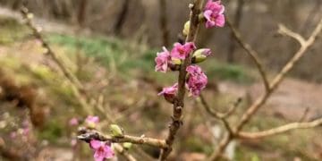На Тернопільщині посеред зими зацвіла калина