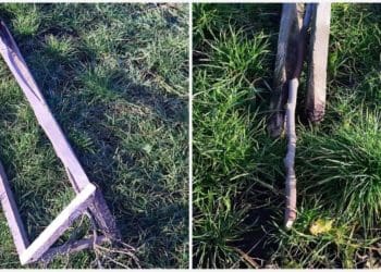 Вандали зламали у Лановецькій громаді екзотичне дерево