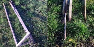 Вандали зламали у Лановецькій громаді екзотичне дерево