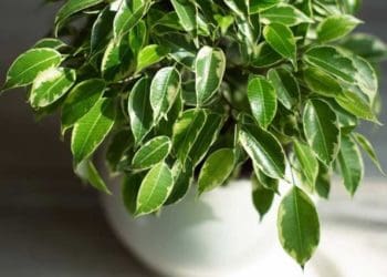 Як правильно пересаджувати фікус: інструкція