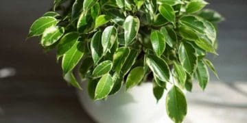 Як правильно пересаджувати фікус: інструкція