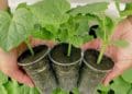 Коли і як садити огірки на розсаду у 2023 році: терміни та поради